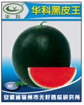 Quality | Seedless Watermelon Seed | Grafted Seedlings | Hua Wang Black Branch